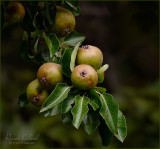 <br>August 2022<br>Ripening Pears