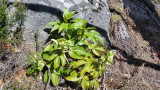 Stamjulros<br/>Corsican Hellebore<br/>Helleborus argutifolius