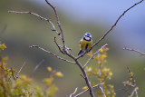 BlåmesBlue Tit ogilastraeCyanistes caeruleus ogliastrae