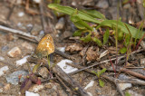 Corsican HeathCoenonympha corinna