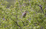 Hcksparv<br/>Cirl Bunting<br/>Emberiza cirlus