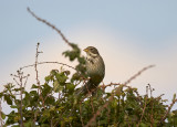 Kornsparv<br/>Corn Bunting<br/>Emberiza calandra