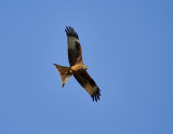 Rd glada<br/>Red Kite<br/>Milvus milvus