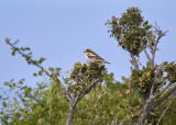 Rdhuvad trnskata<br/>Woodchat Shrike<br/>Lanius senator