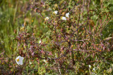 Salvia Rockrose<br/>Cistus salviifolius