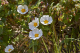 Salvia RockroseCistus salviifolius