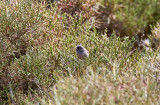 Sardinsk sngare<br/>Marmoras Warbler<br/>Sylvia sarda