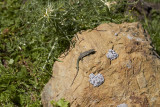 Tyrrensk MurödlaTyrrhenian Wall LizardPodarcis tiliguerta
