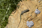 Tyrrensk MurödlaTyrrhenian Wall LizardPodarcis tiliguerta