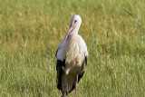Vit stork<br/>European White Stork<br/>Ciconia ciconia