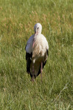 Vit stork<br/>European White Stork<br/>Ciconia ciconia