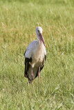 Vit stork<br/>European White Stork<br/>Ciconia ciconia