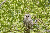 Slaguggla</br>Ural Owl</br>Strix uralensis
