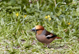 Stenknäck<br/>Hawfinch<br/>Coccothraustes coccothraustes