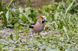 Stenknäck<br/>Hawfinch<br/>Coccothraustes coccothraustes