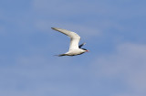 Fisktrna<br/>Common Tern<br/>Sterna hirundo