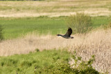 Greylag Goose