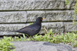 Eurasian Blackbird