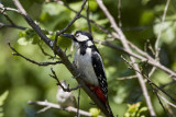 Större hackspett<br/>Great Spotted Woodpecker<br/>Dendrocopos major<br/>Take your picture now so I dont fall asleep!