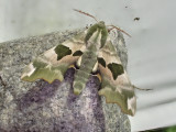 Lindsvrmare<br/>Lime Hawk-moth<br/>Mimas tiliae