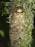 Strre trfjril<br/>Goat Moth<br/>Cossus cossus