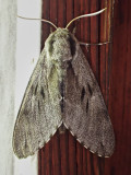 Tallsvrmare<br/>Pine Hawk-moth<br/>Sphinx pinastri