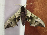 Videsvrmare<br/>Eyed Hawk-moth<br/>Smerinthus ocellata
