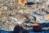 Bjrktrast<br/>Fieldfare<br/>Turdus pilaris