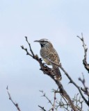 Cactus Wren