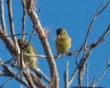 Lesser Goldfinch 1