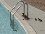 Going for a Swim.jpg