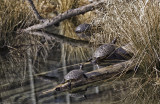 Turtles.jpg