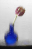 Vase with Tulip.jpg