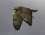 Redtail1