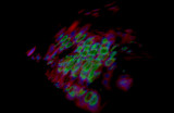 The Beauty in Science