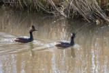 20190430_Camas_0017.jpg