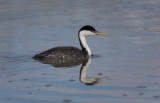 20190501_Bear River_0495.jpg
