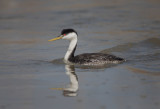 20190501_Bear River_0561.jpg