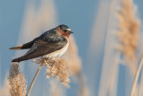 20190501_Bear River_1602.jpg