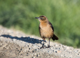 20190502_Bear River_0397.jpg