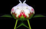 Peony Bud Mask