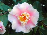 Camellia of Yuba City
