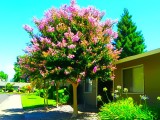 Flowers of Yuba City