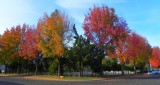 Trees of Yuba City