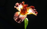 Iris of Yuba City