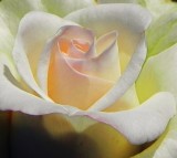 Roses of Yuba City
