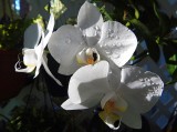 Phalaenopsis of Yuba City