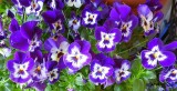 Pansies YC