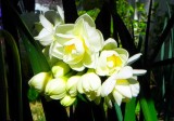 Daffodils of YC
