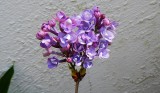 Lilac of YC